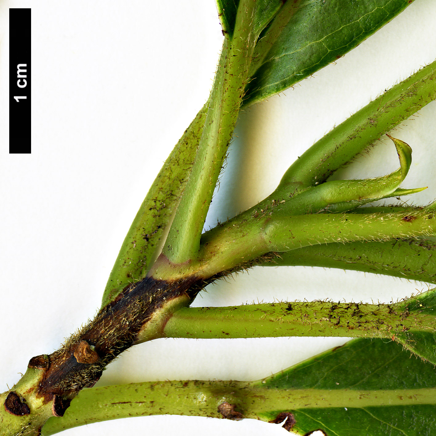 High resolution image: Family: Clethraceae - Genus: Clethra - Taxon: arborea